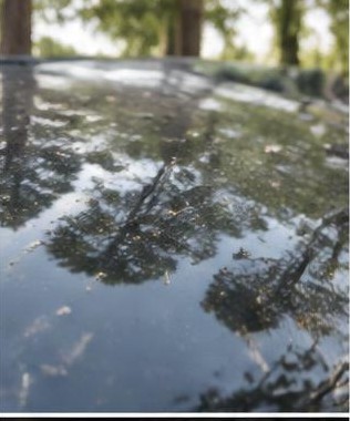 Tree Sap and Bird Droppings: How They Damage Paint
